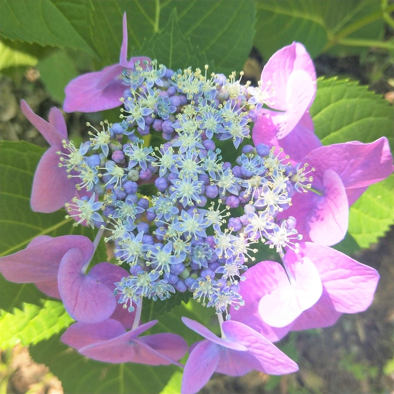 紫陽花って可愛い 琵琶湖の畔の静かな花園 芦刈園 に行ってみよう 旅と遊びと暇な日と